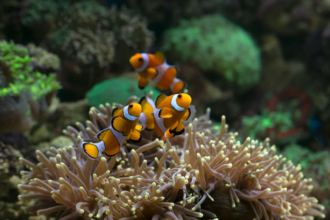 Lakshadweep - photo 5